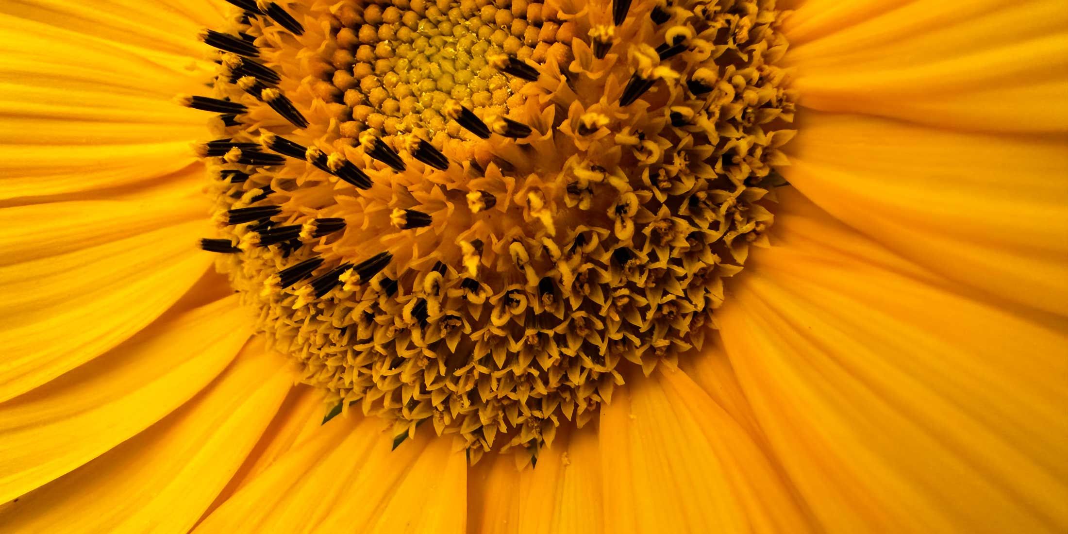 Eine gelbe Sonnenblume vor blauem Himmel.