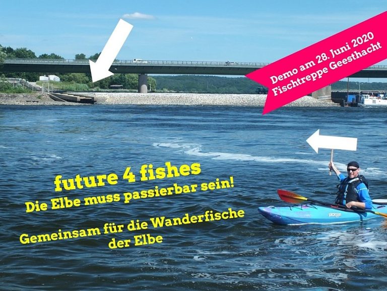 future 4 fishes  Die Elbe muss passierbar sein